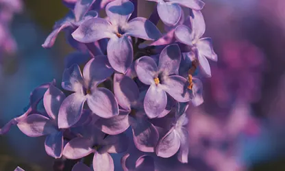 Lilac flowers gallery 3