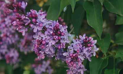 Lilac flowers gallery 9