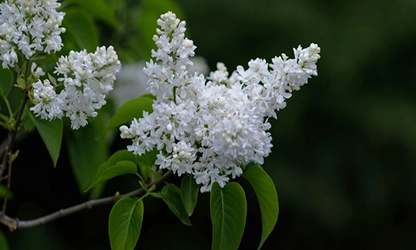 Lilac(White) flowers featured