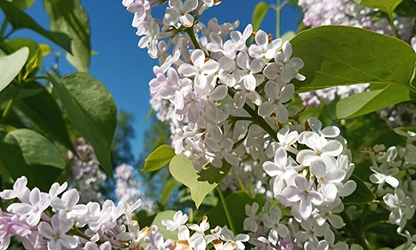 Lilac(White) flowers galllery 1