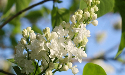 Lilac(White) flowers galllery 10