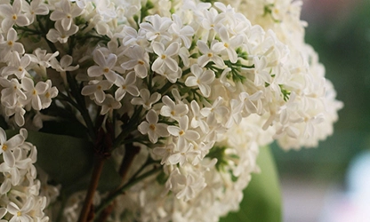 Lilac(White) flowers galllery 11