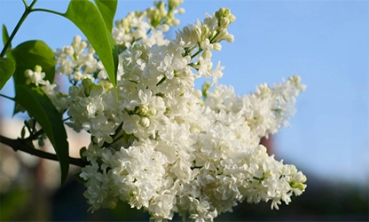 Lilac(White) flowers galllery 13