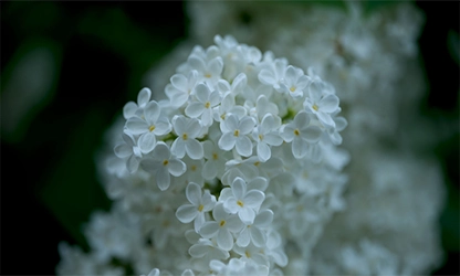 Lilac(White) flowers galllery 3