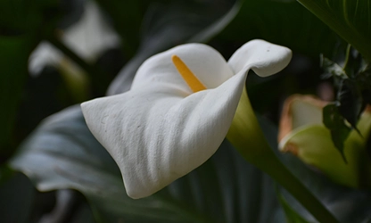 Lily(Calla) flowers featured