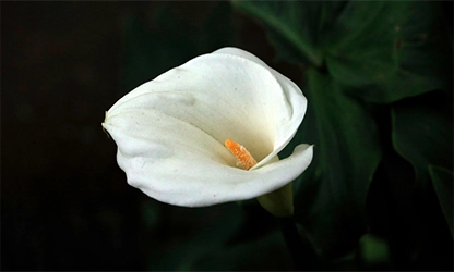 Lily(Calla) flowers gallery 12