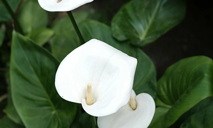 Lily(Calla) flowers gallery 13
