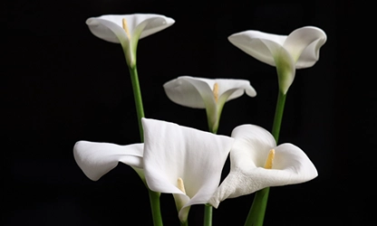 Lily(Calla) flowers gallery 4