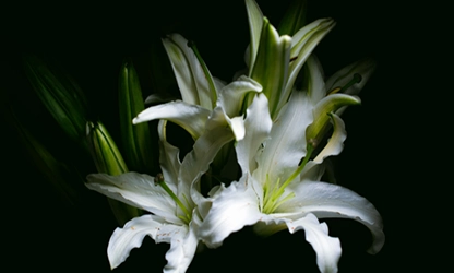 Lily flowers gallery 1