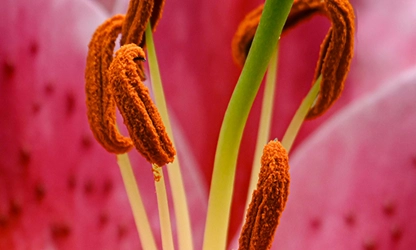 Lily flowers gallery 10