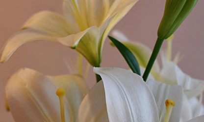 Lily flowers gallery 11