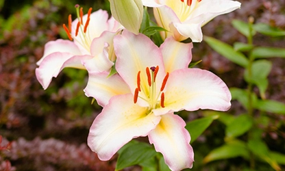 Lily flowers gallery 12