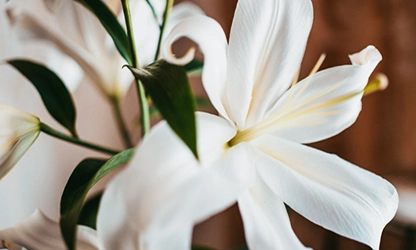 Lily flowers gallery 13