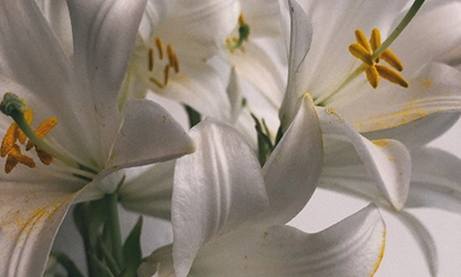 Lily flowers gallery 14