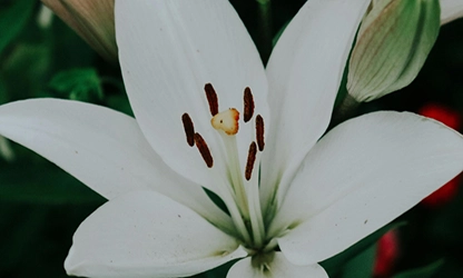 Lily flowers gallery 2