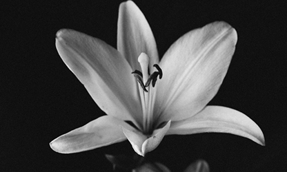 Lily flowers gallery 3