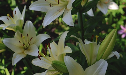 Lily flowers gallery 4