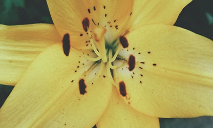 Lily flowers gallery 5