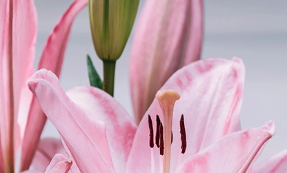 Lily flowers gallery 6