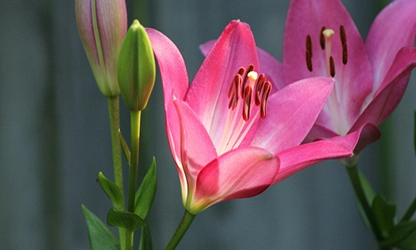 Lily flowers gallery 7