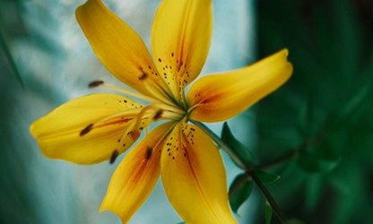 Lily flowers gallery 8