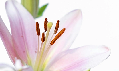 Lily flowers gallery 9