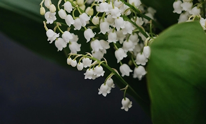 Lily of the Valley flowers gallery 1