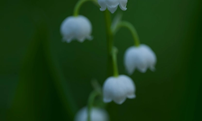 Lily of the Valley flowers gallery 11