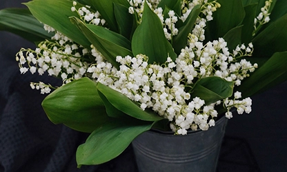 Lily of the Valley flowers gallery 12