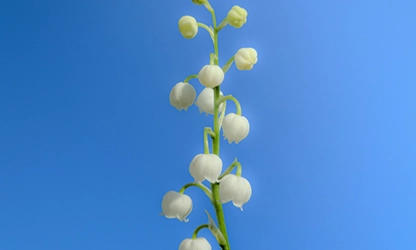 Lily of the Valley flowers gallery 4