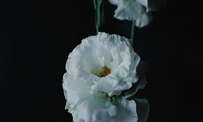 Lisianthus flowers gallery 11