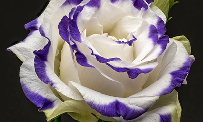 Lisianthus flowers gallery 3