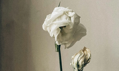 Lisianthus flowers gallery 4