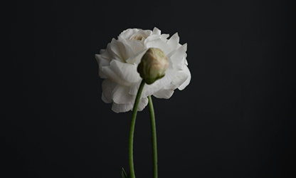 Lisianthus flowers gallery 6