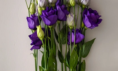Lisianthus flowers gallery 8