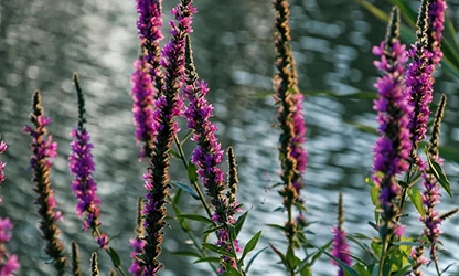 Loosestrife flowers gallery 11