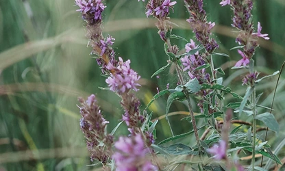 Loosestrife flowers gallery 6