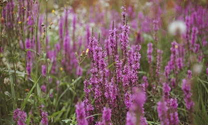 Loosestrife flowers gallery 7