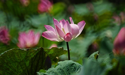 Lotus flowers featured