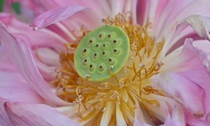 Lotus flowers gallery 11