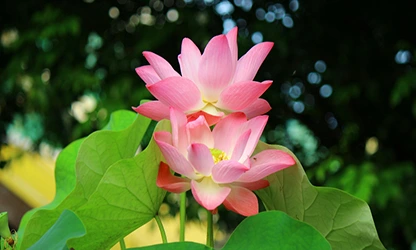 Lotus flowers gallery 13