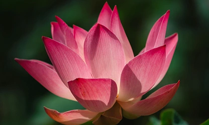 Lotus flowers gallery 14
