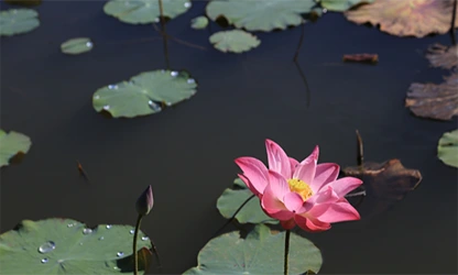 Lotus flowers gallery 16