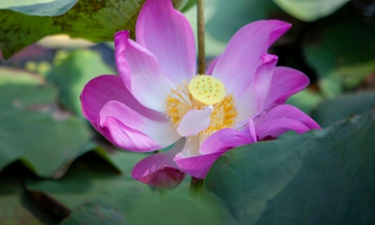 Lotus flowers gallery 3