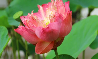 Lotus flowers gallery 5