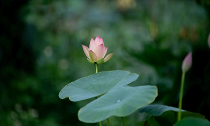 Lotus flowers gallery 8