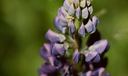 Lupine flowers featured