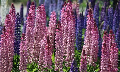Lupine flowers gallery 9