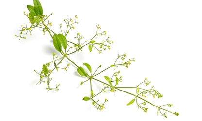 Madder flowers gallery 12