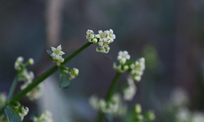 Madder flowers gallery 7